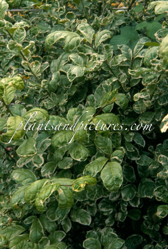 Orixa japonica ‘Variegata’