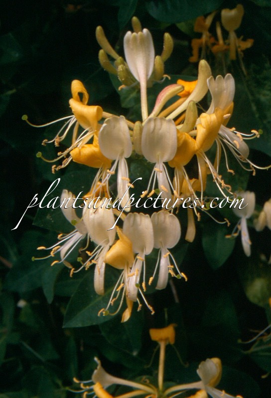 Lonicera periclymenum ‘Heaven Scent’
