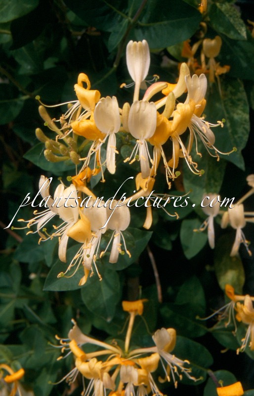 Lonicera periclymenum ‘Heaven Scent’