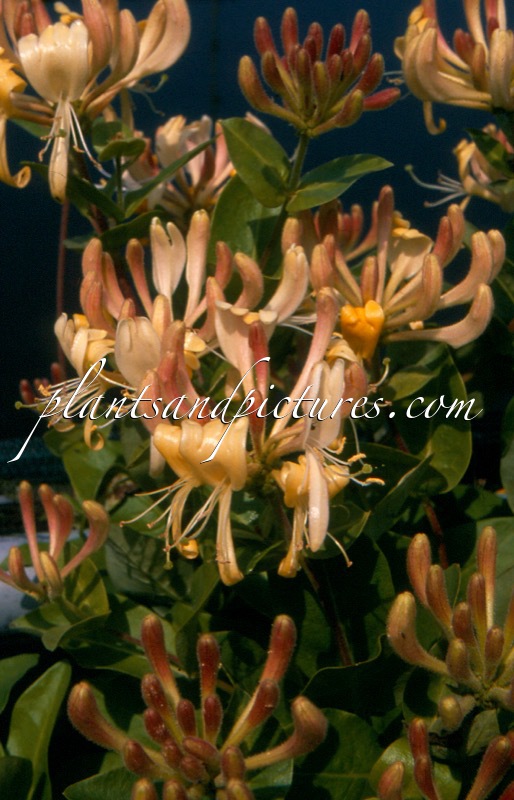 Lonicera periclymenum ‘Heaven Scent’
