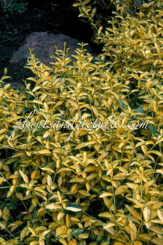 Vinca minor ‘Illumination’
