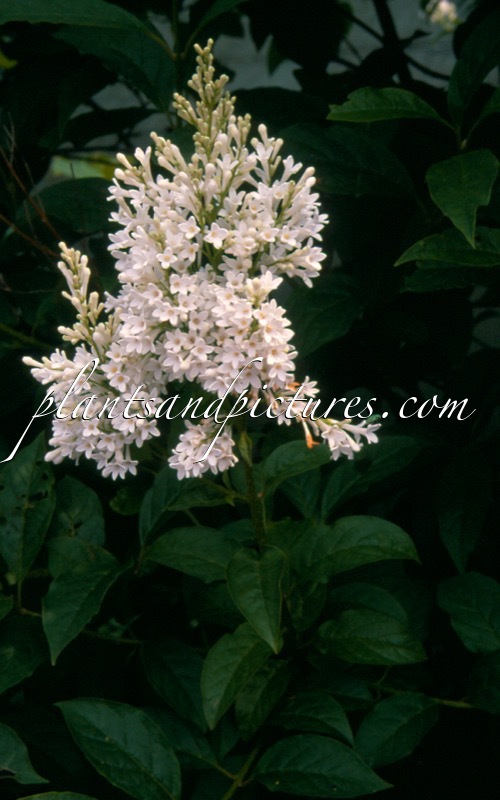 Syringa ‘Agnes Smith’