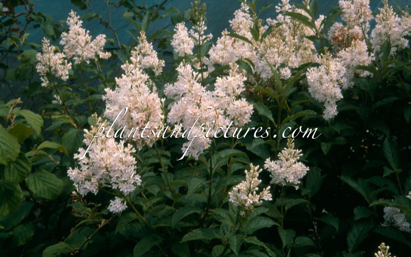 Syringa ‘Agnes Smith’