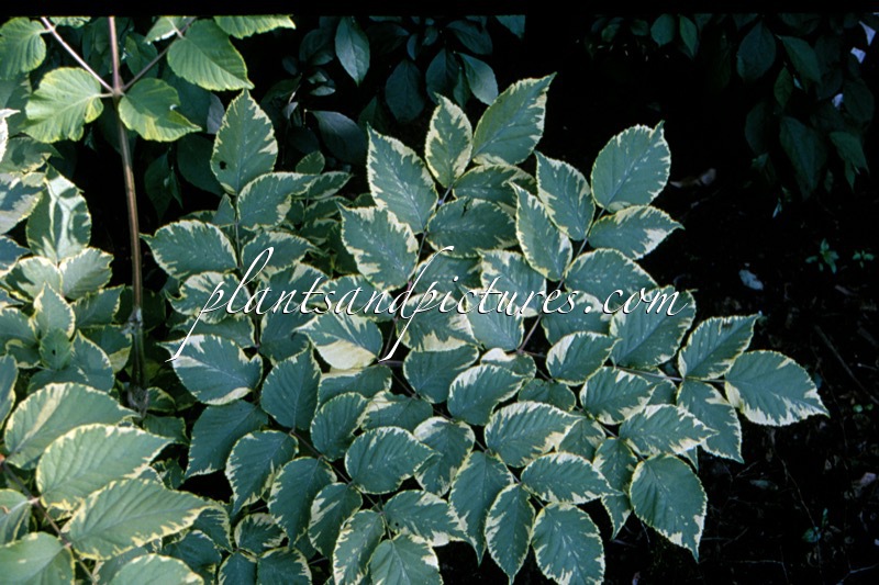 Aralia elata ‘Aureovariegata’