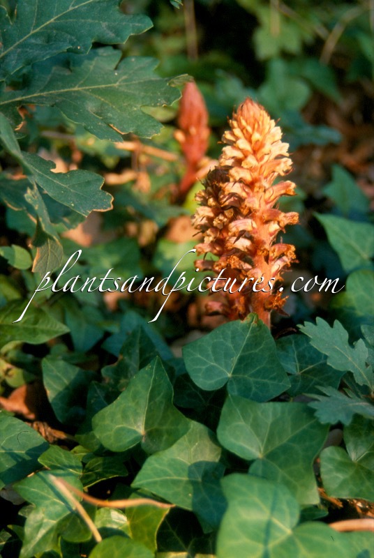 Orobanche hederae