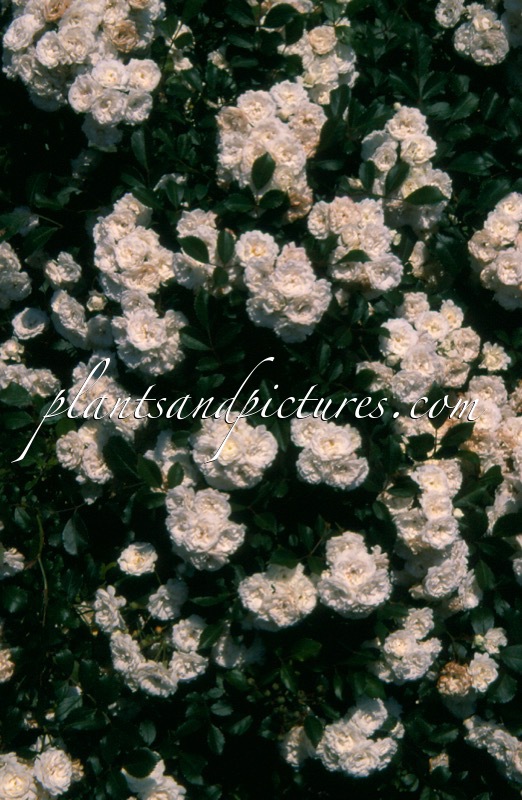 Rosa ‘Meiflopan’ (ALBA MEIDILAND)