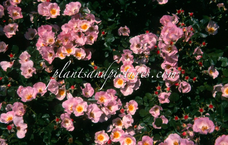 Rosa ‘Meipotal’ (BINGO MEIDILAND; CAREFREE DELIGHT)