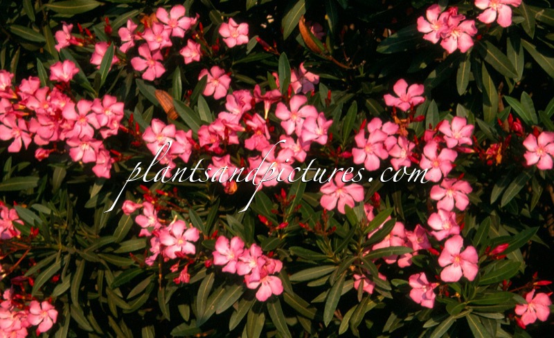 Nerium oleander