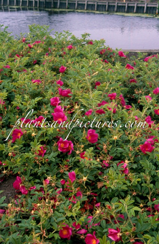 Rosa ‘Bokratrack’ (SHORT TRACK)