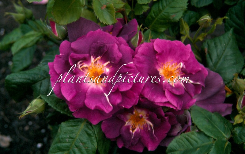 Rosa ‘Frantasia’ (RHAPSODY IN BLUE)