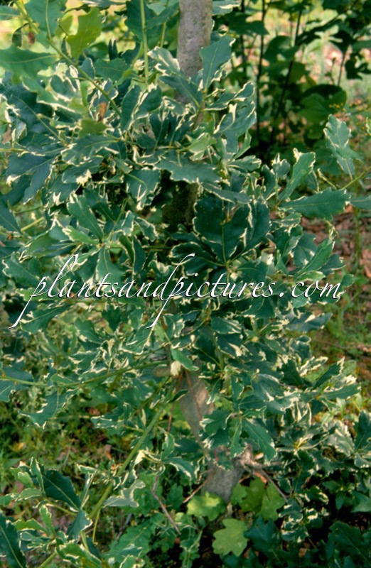 Quercus robur ‘Argenteopicta’