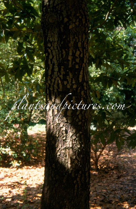 Quercus robur ‘Argenteomarginata’