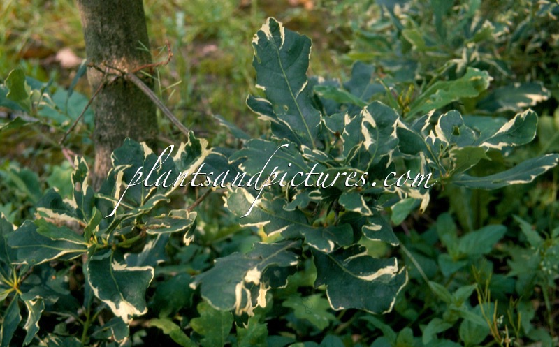 Quercus robur ‘Argenteomarginata’