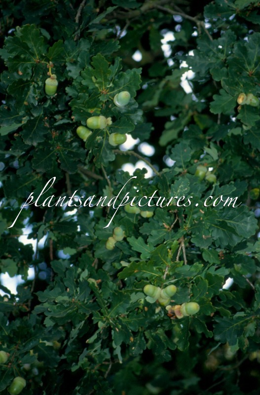 Quercus robur ‘Maculata’