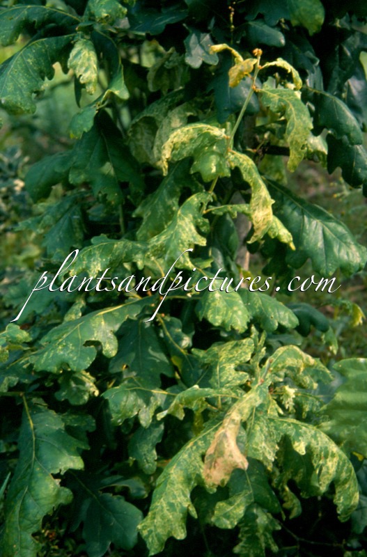 Quercus robur ‘Maculata’