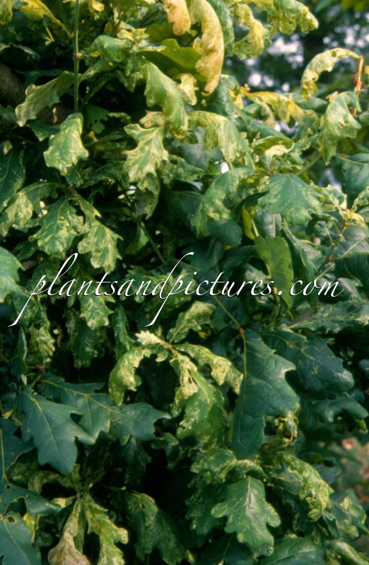 Quercus robur ‘Maculata’