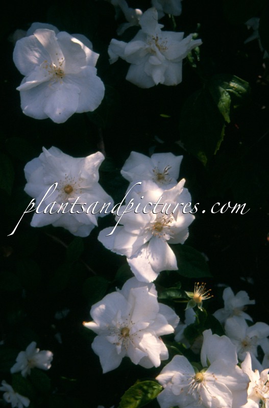 Philadelphus ‘Polar Star’