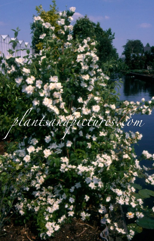 Philadelphus ‘Polar Star’