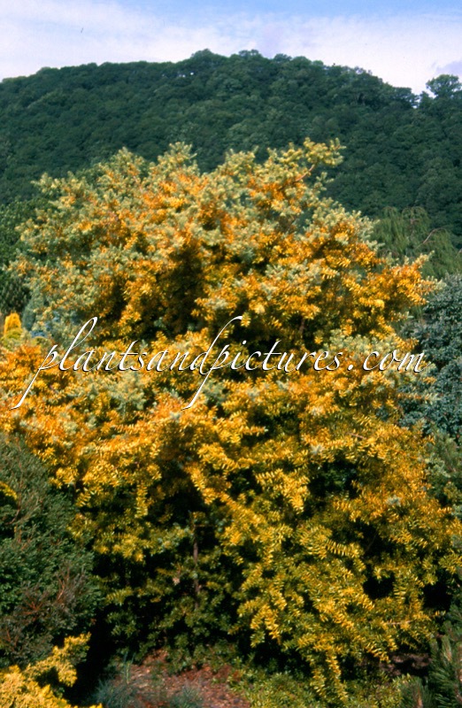 Podocarpus totara ‘Aureus’