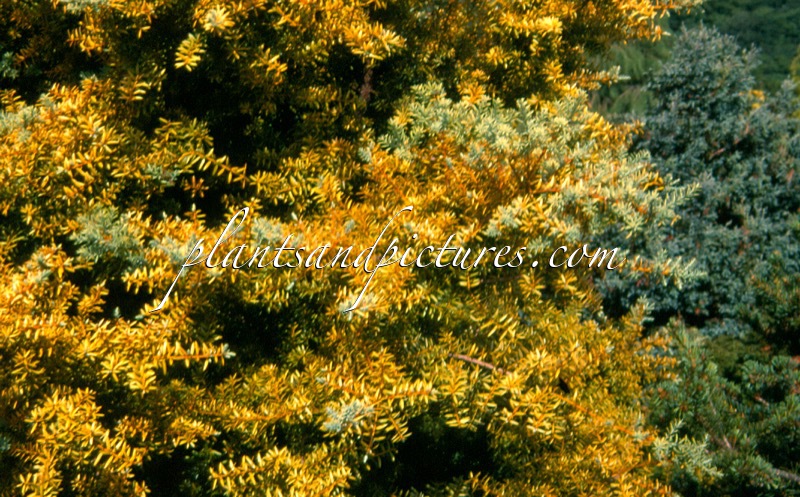 Podocarpus totara ‘Aureus’