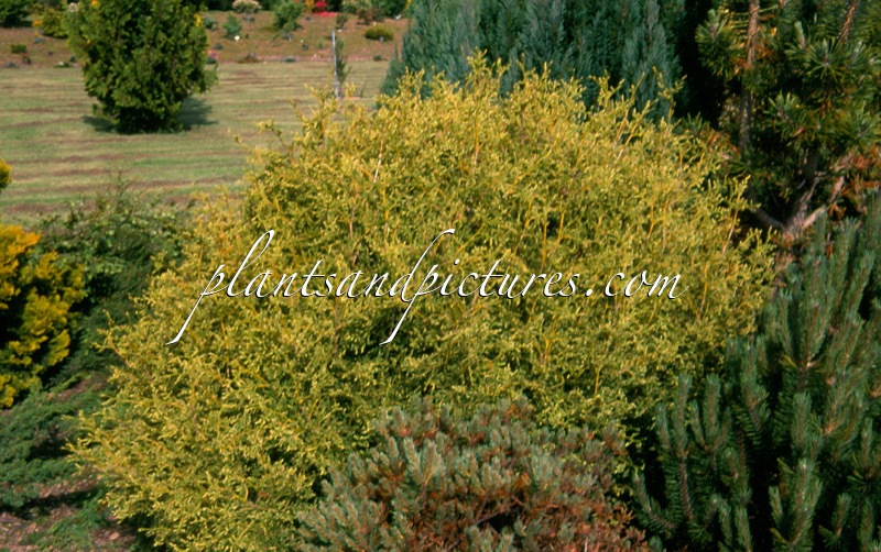 Thuja occidentalis ‘Globosa Variegata’