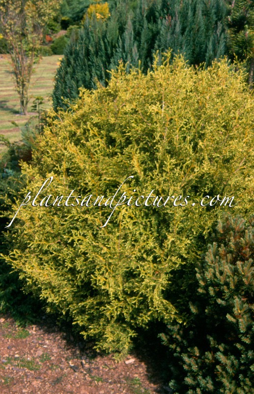 Thuja occidentalis ‘Globosa Variegata’