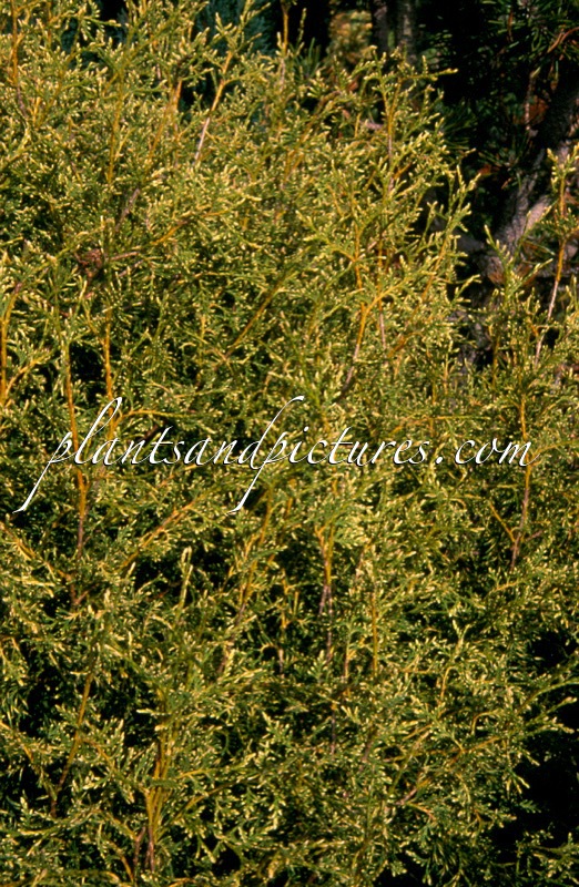 Thuja occidentalis ‘Globosa Variegata’