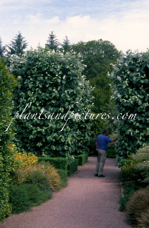 Sorbus thibetica ‘John Mitchell’