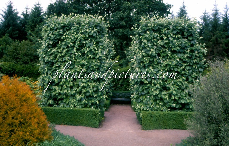 Sorbus thibetica ‘John Mitchell’