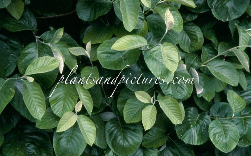 Sorbus thibetica ‘John Mitchell’