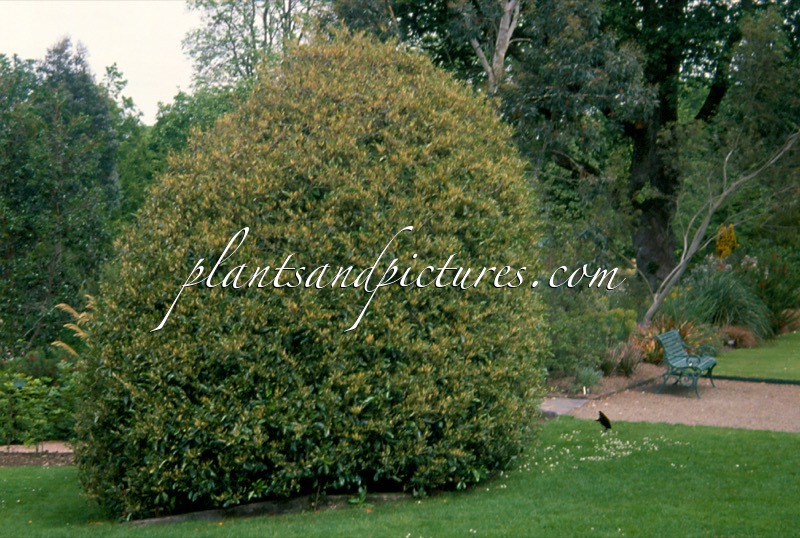 Prunus lusitanica ‘Variegata’