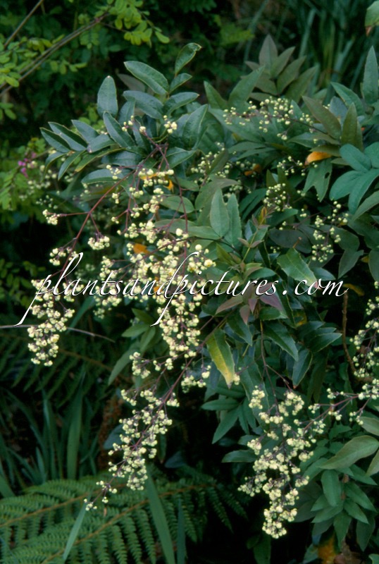 Mahonia pallida