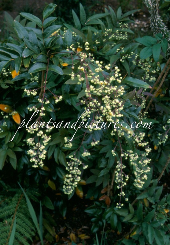 Mahonia pallida
