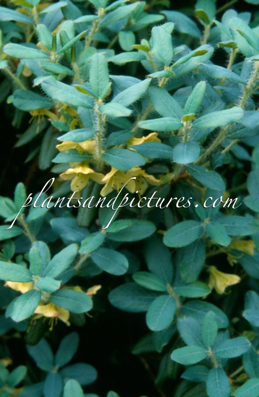 Rhododendron lepidostylum