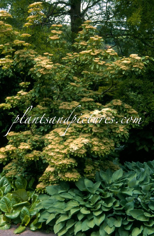 Viburnum wrightii