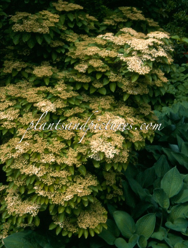 Viburnum wrightii