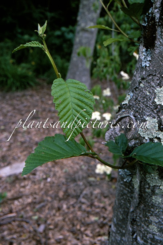 Alnus kamschatica