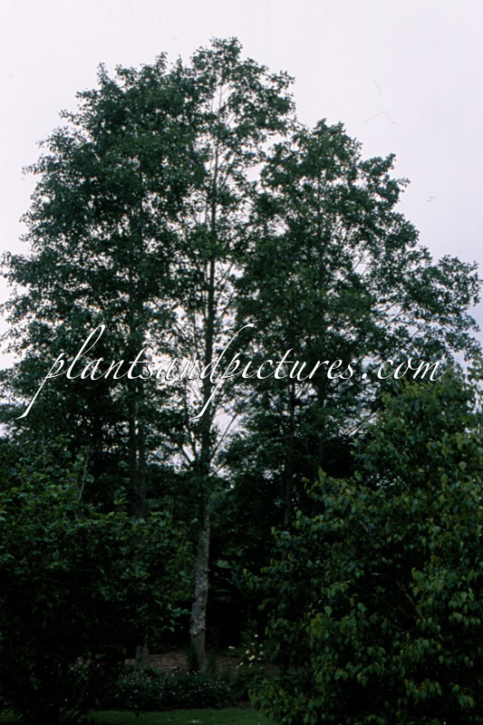 Alnus kamschatica