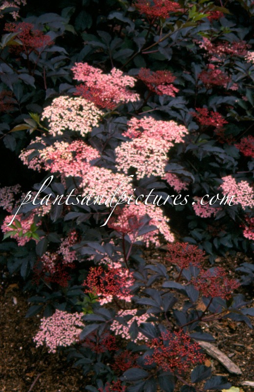 Sambucus nigra ‘Thundercloud’