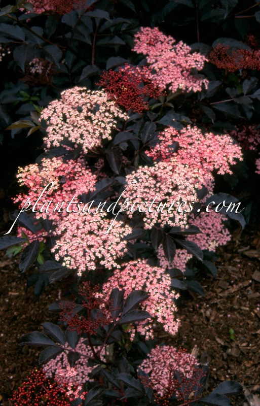 Sambucus nigra ‘Thundercloud’