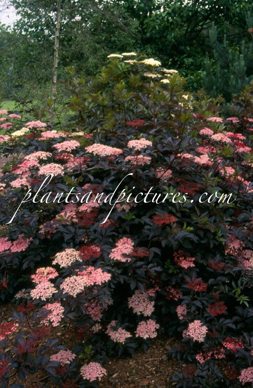 Sambucus nigra ‘Thundercloud’