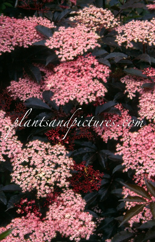 Sambucus nigra ‘Thundercloud’
