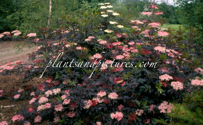 Sambucus nigra ‘Thundercloud’