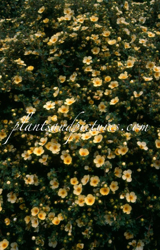 Potentilla fruticosa ‘Primrose Beauty’