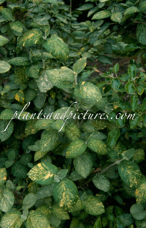 Viburnum lantana ‘Variegatum’