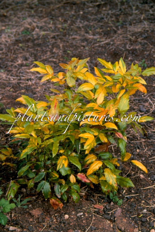 Mahonia aquifolium ‘Versicolor’