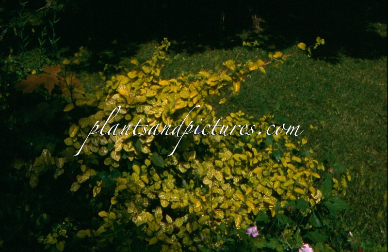 Lonicera japonica ‘Aureoreticulata’