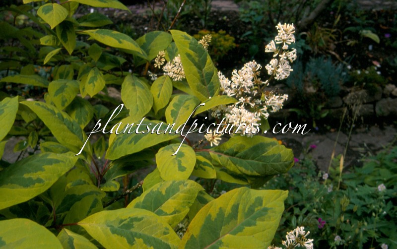 Syringa emodii ‘Aureovariegata’