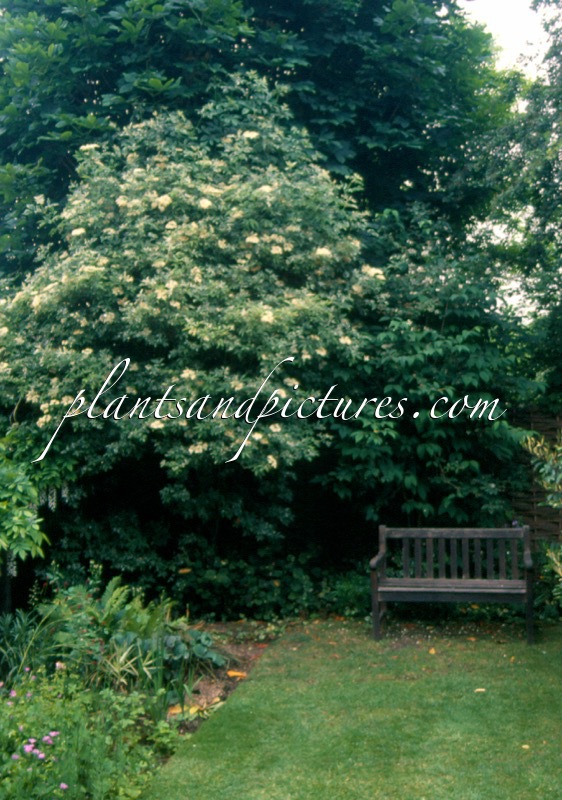 Sambucus nigra ‘Albopunctata’