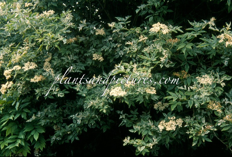 Sambucus nigra ‘Albopunctata’
